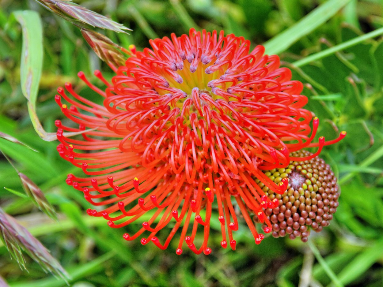 Леукоспермум Катерина