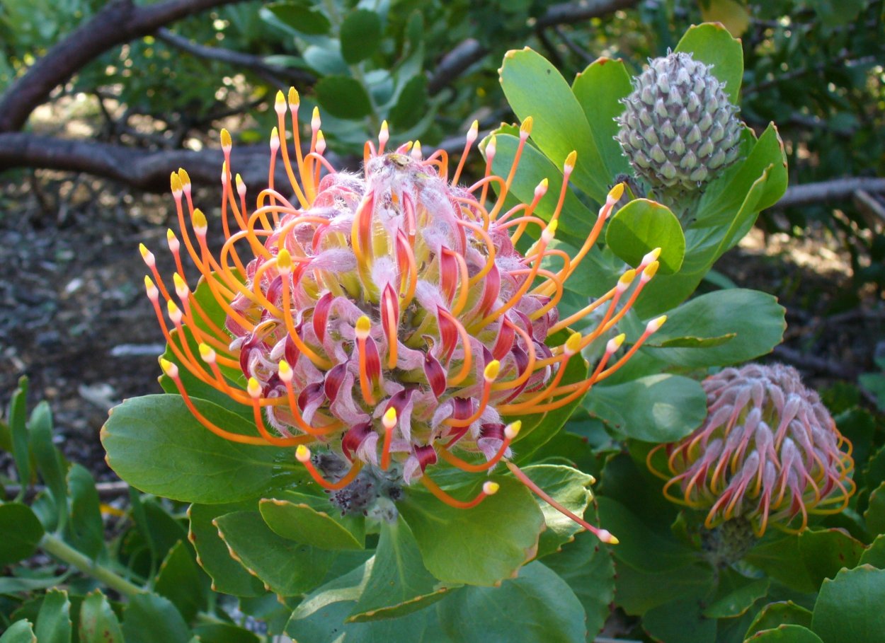 Леукоспермум и скимия