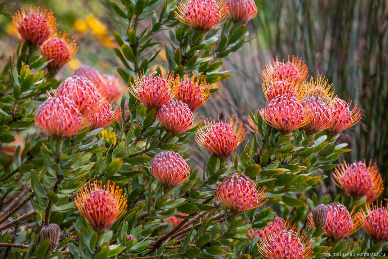 Леукоспермум цветок