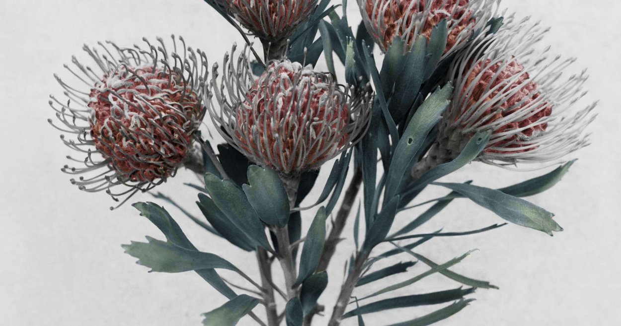 Leucospermum cordifolium