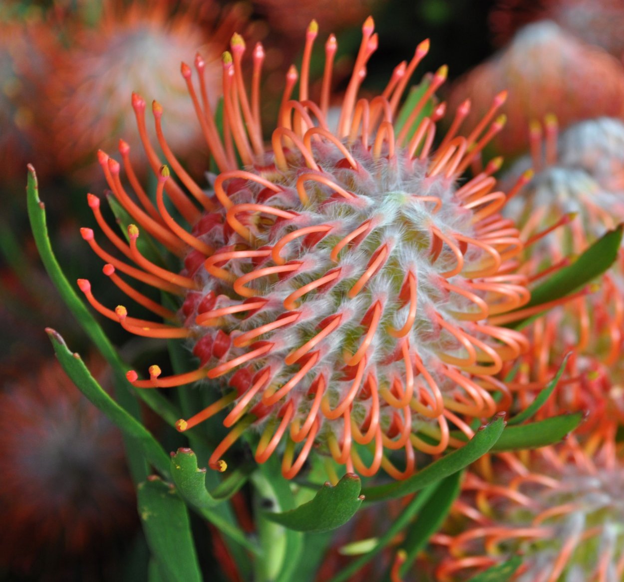 Леукоспермум Jelena