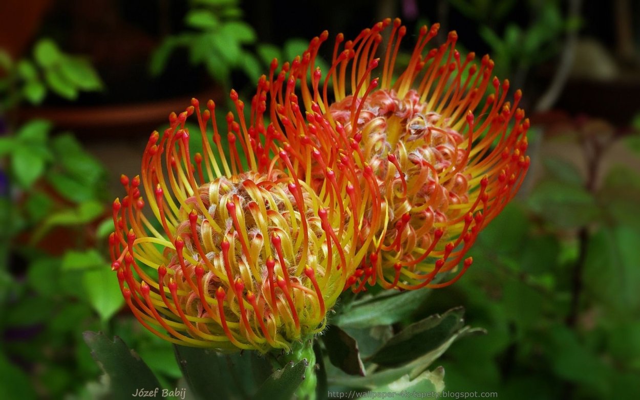 Леукоспермум цветок в букете