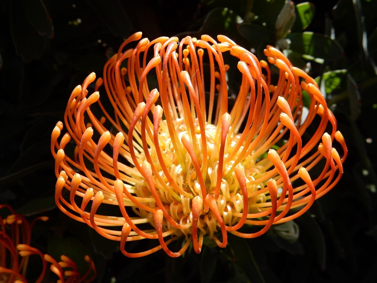 Леукоспермум букет