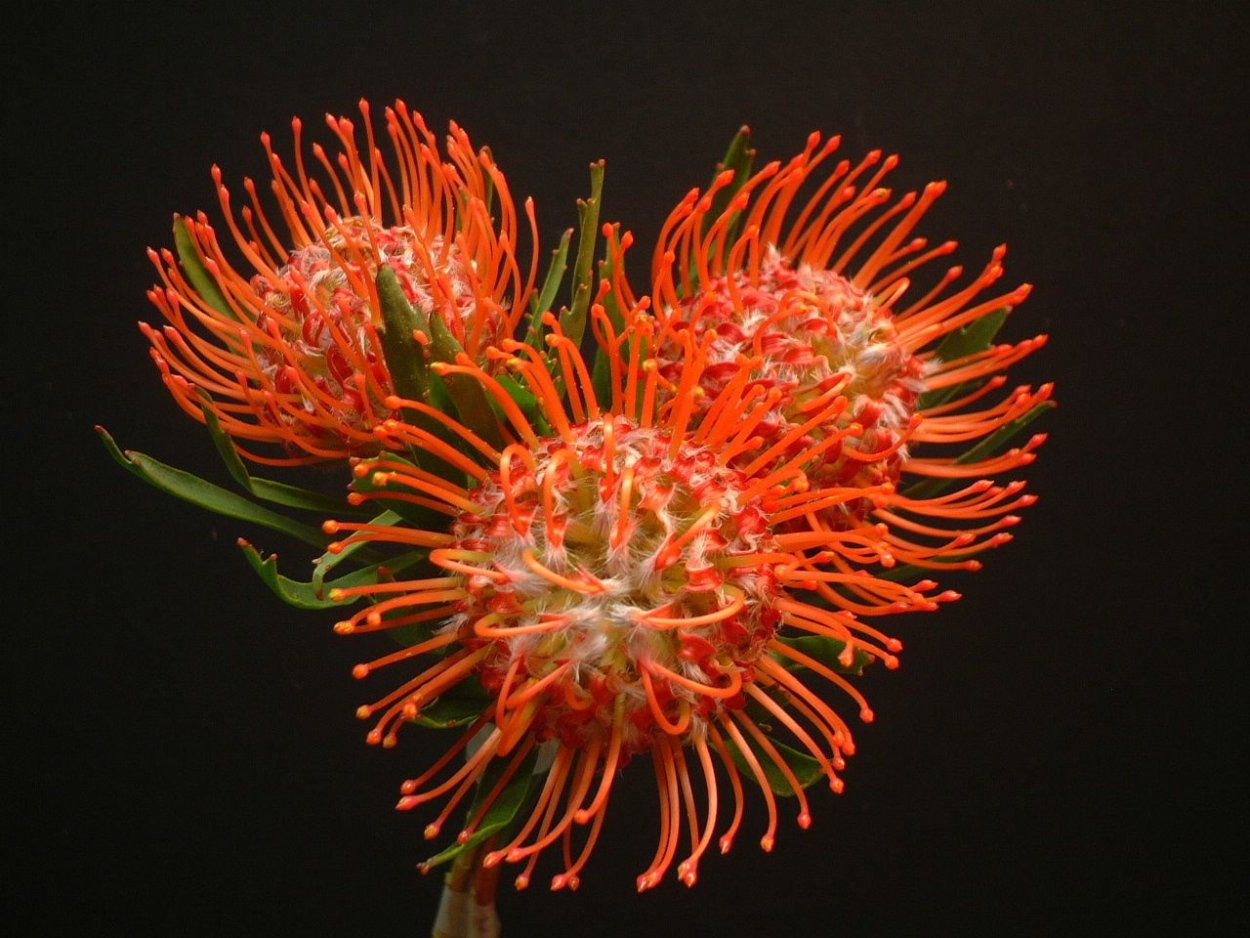 Леукоспермум цветок