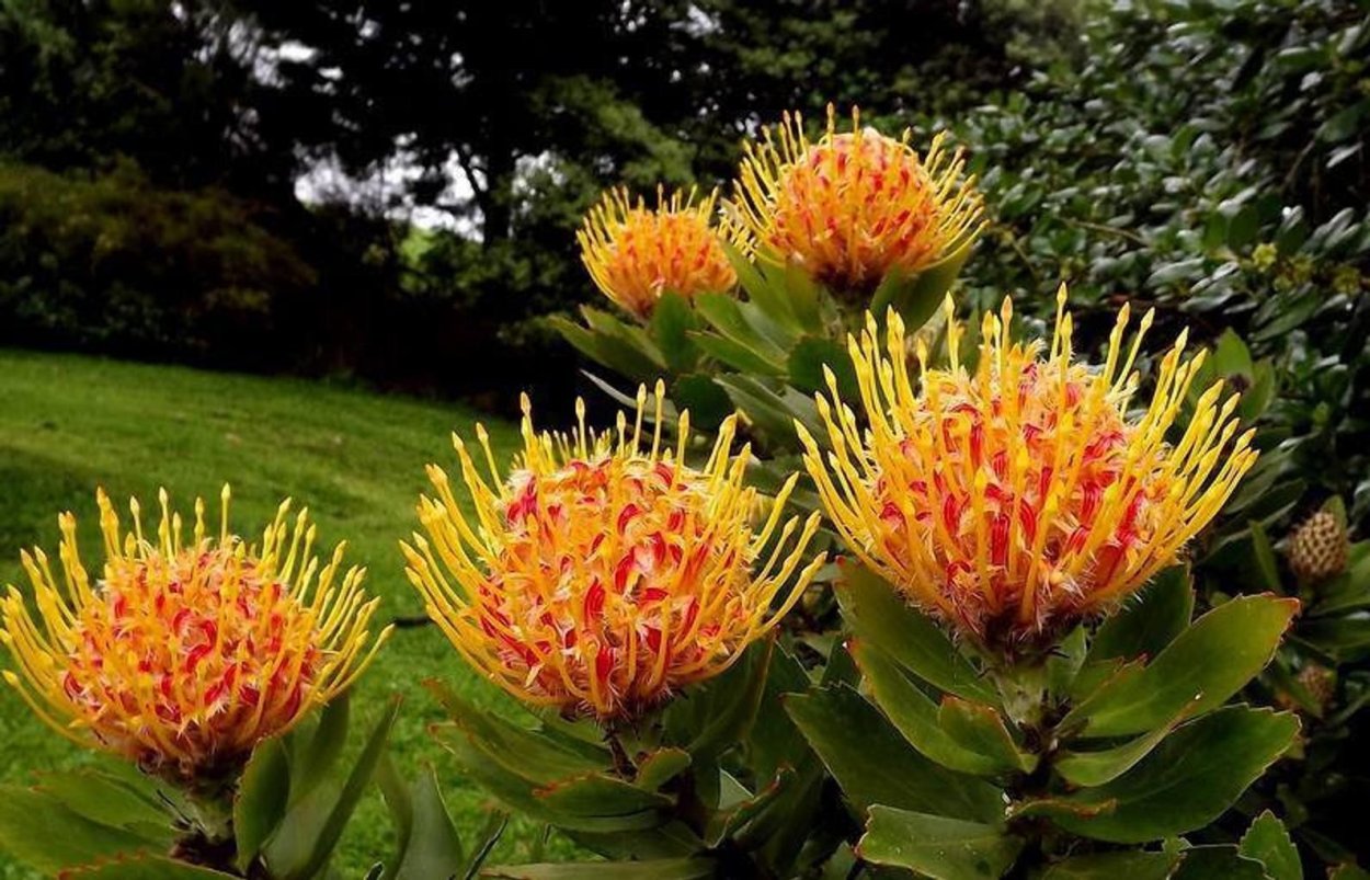 Леукоспермум танго