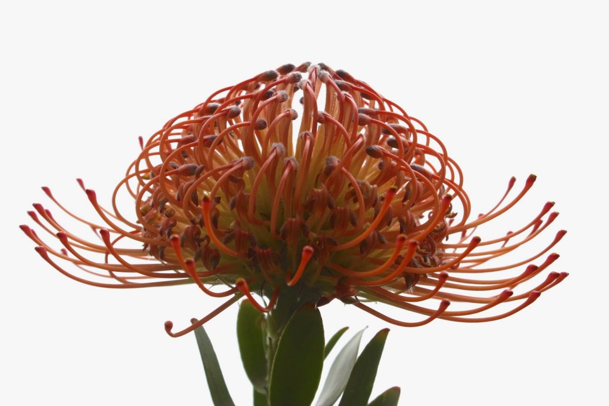 Леукоспермум красный