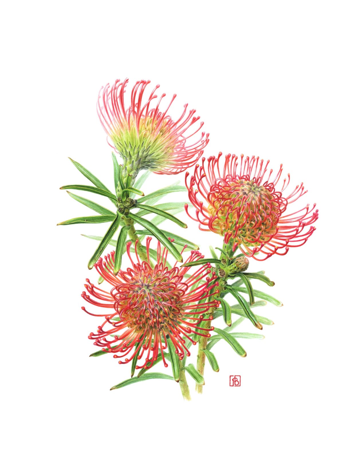 Леукоспермум Солейл