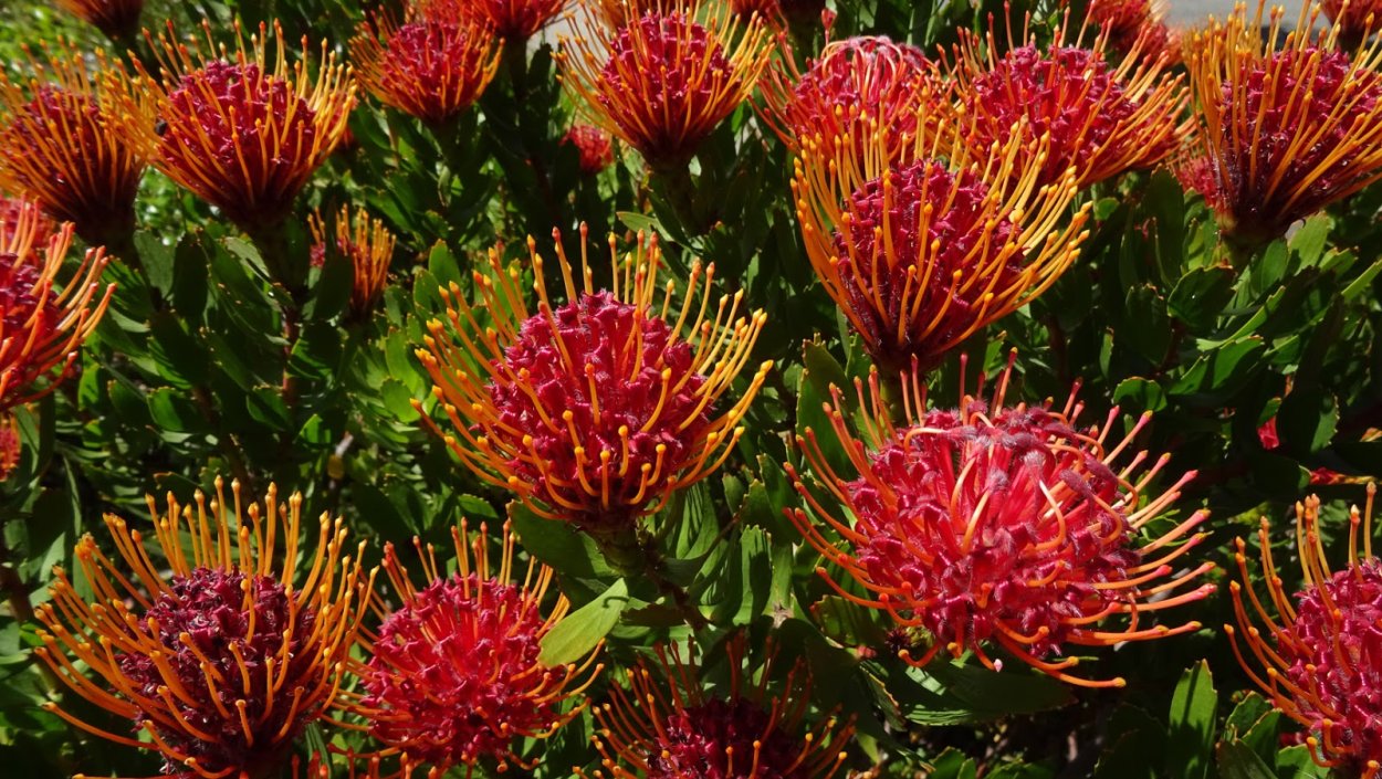 Апельсиновый цветок булавок