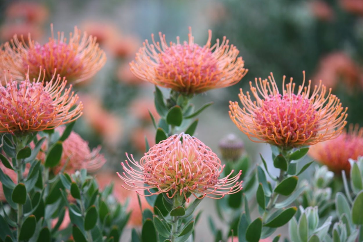 Протея Нутан леукоспермум