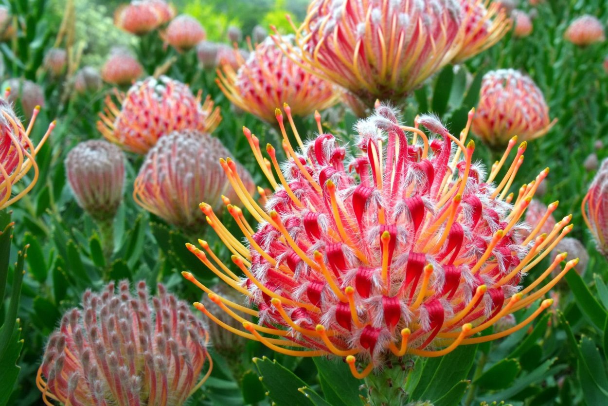 Леукоспермум Tango