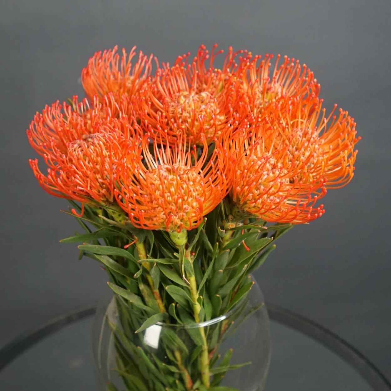 Протея Нутан леукоспермум