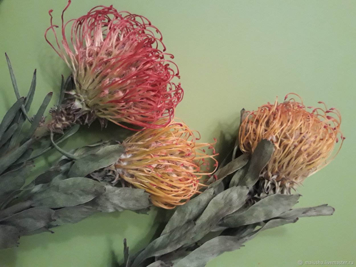 Протея леукоспермум