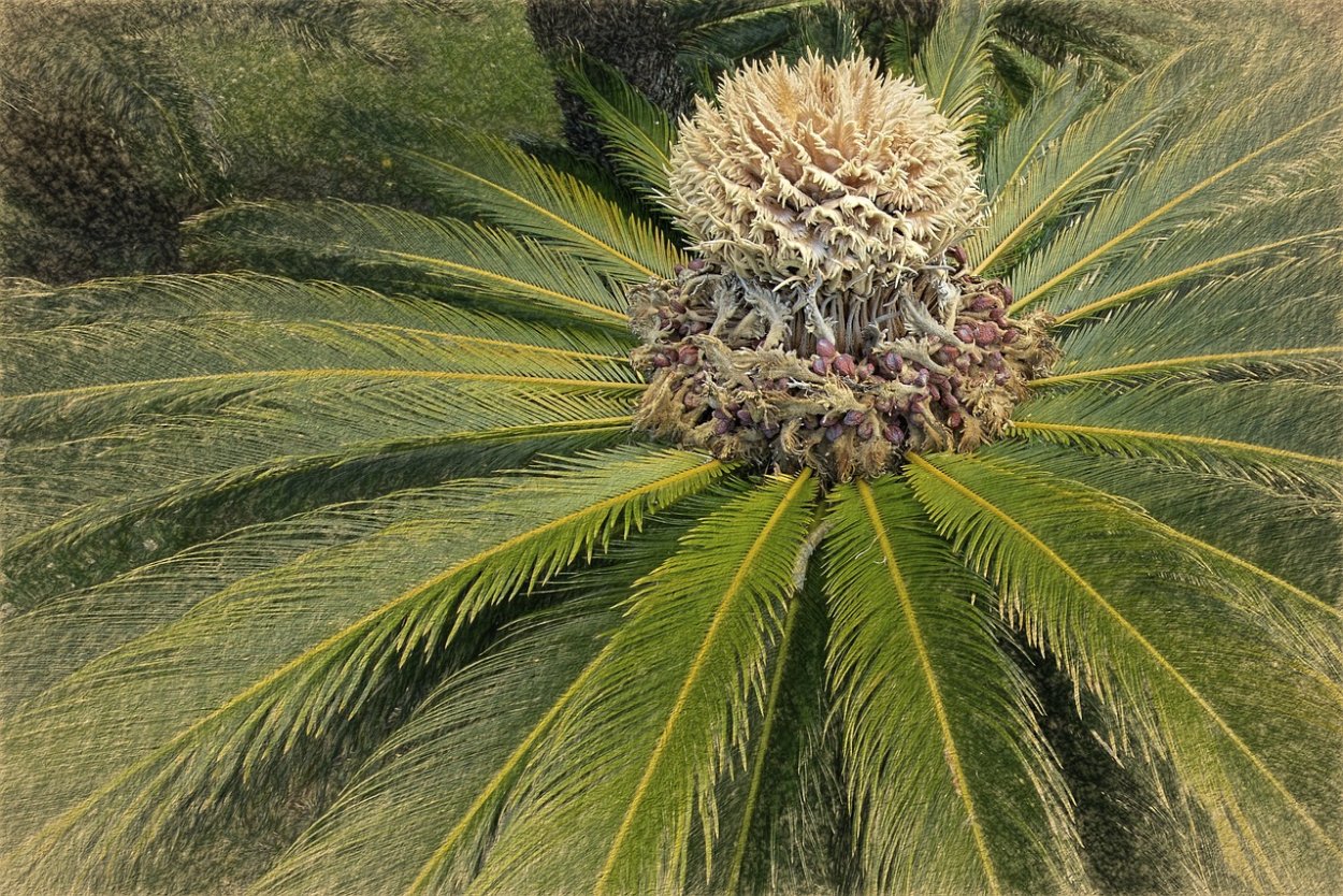 Финиковая Пальма цветение