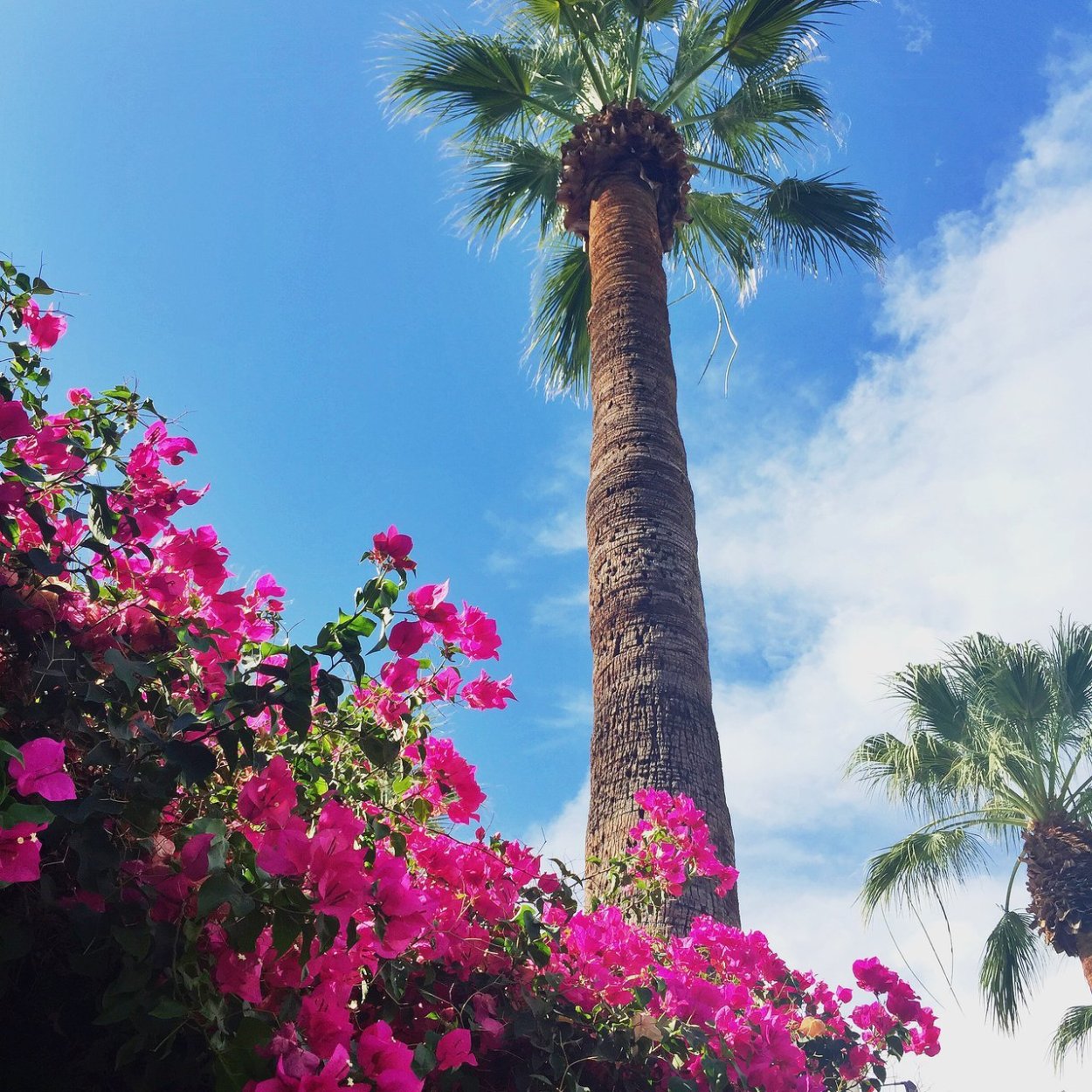 Пальма с розовыми цветами