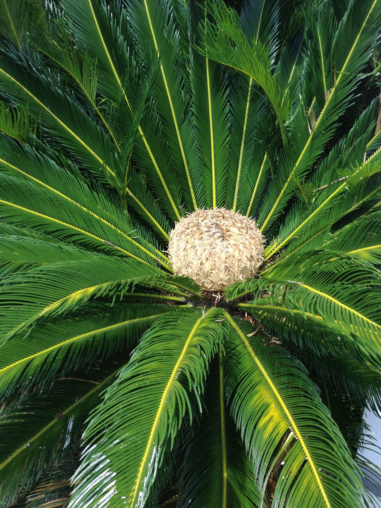 Пальма Цикас цветение