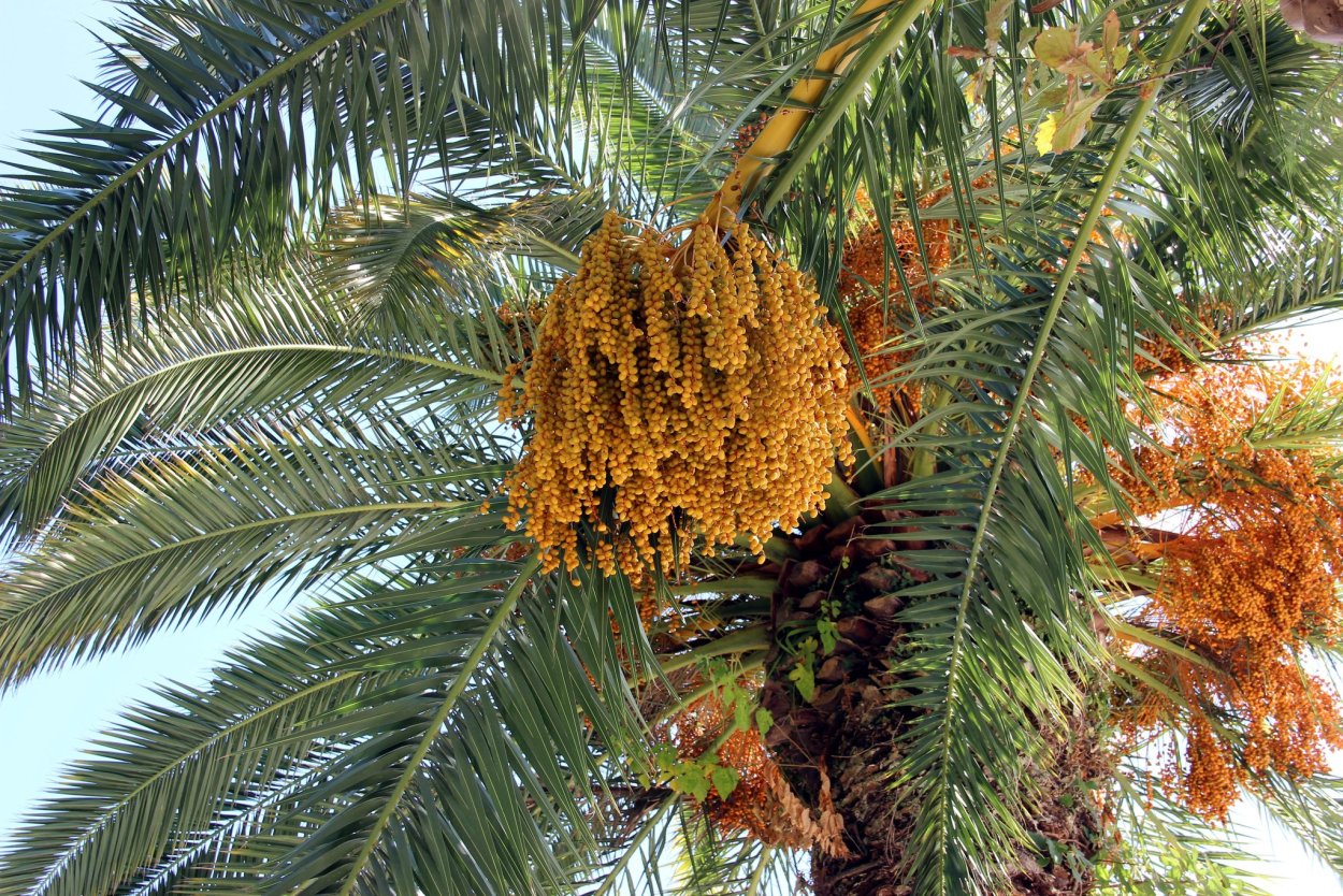 Финиковая Пальма цветение