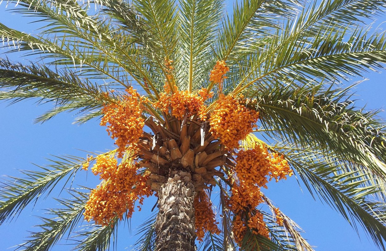 Пальма Феникс дактилифера