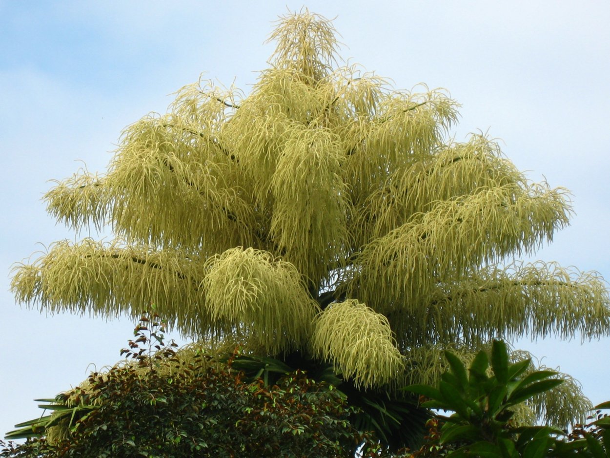 Пальма Корифа