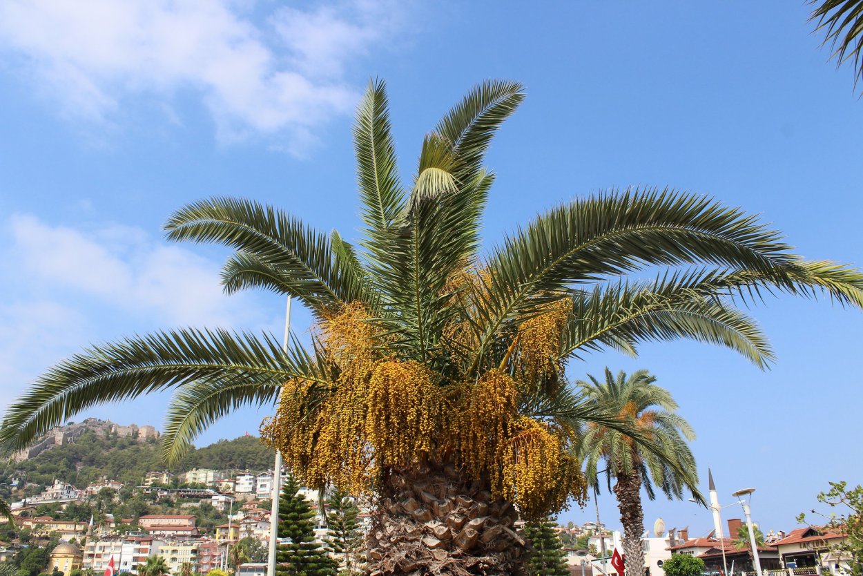 Финиковая Пальма в Испании