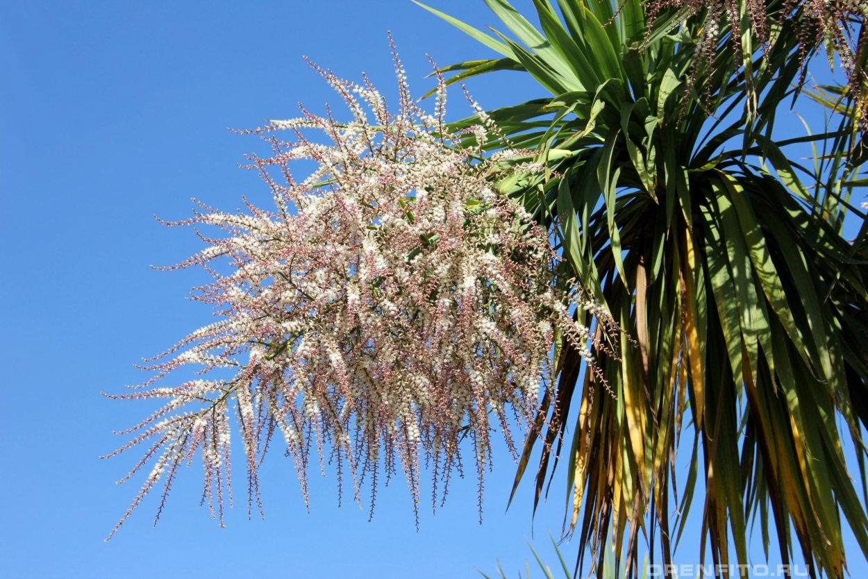 Финиковая Пальма цветение