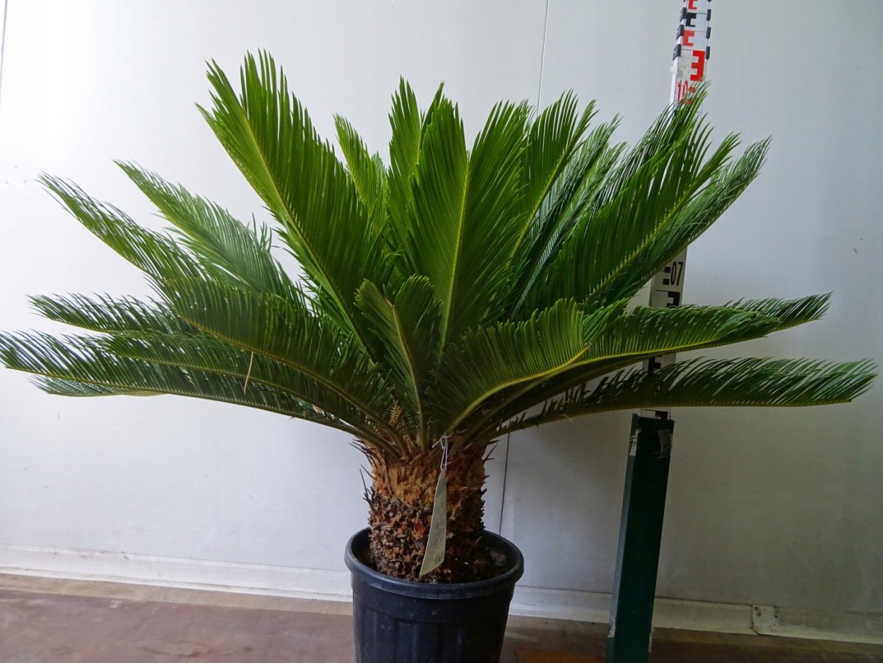 Цикас комнатное растение