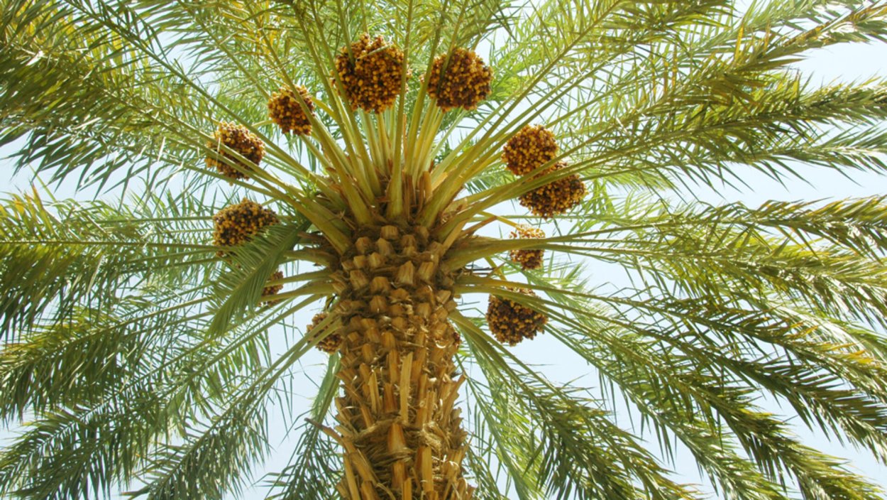 Церемония Корифа