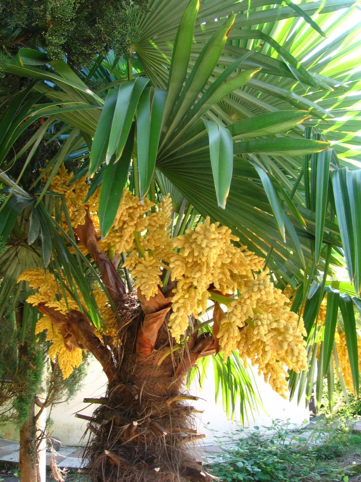 Финиковая Пальма цветение