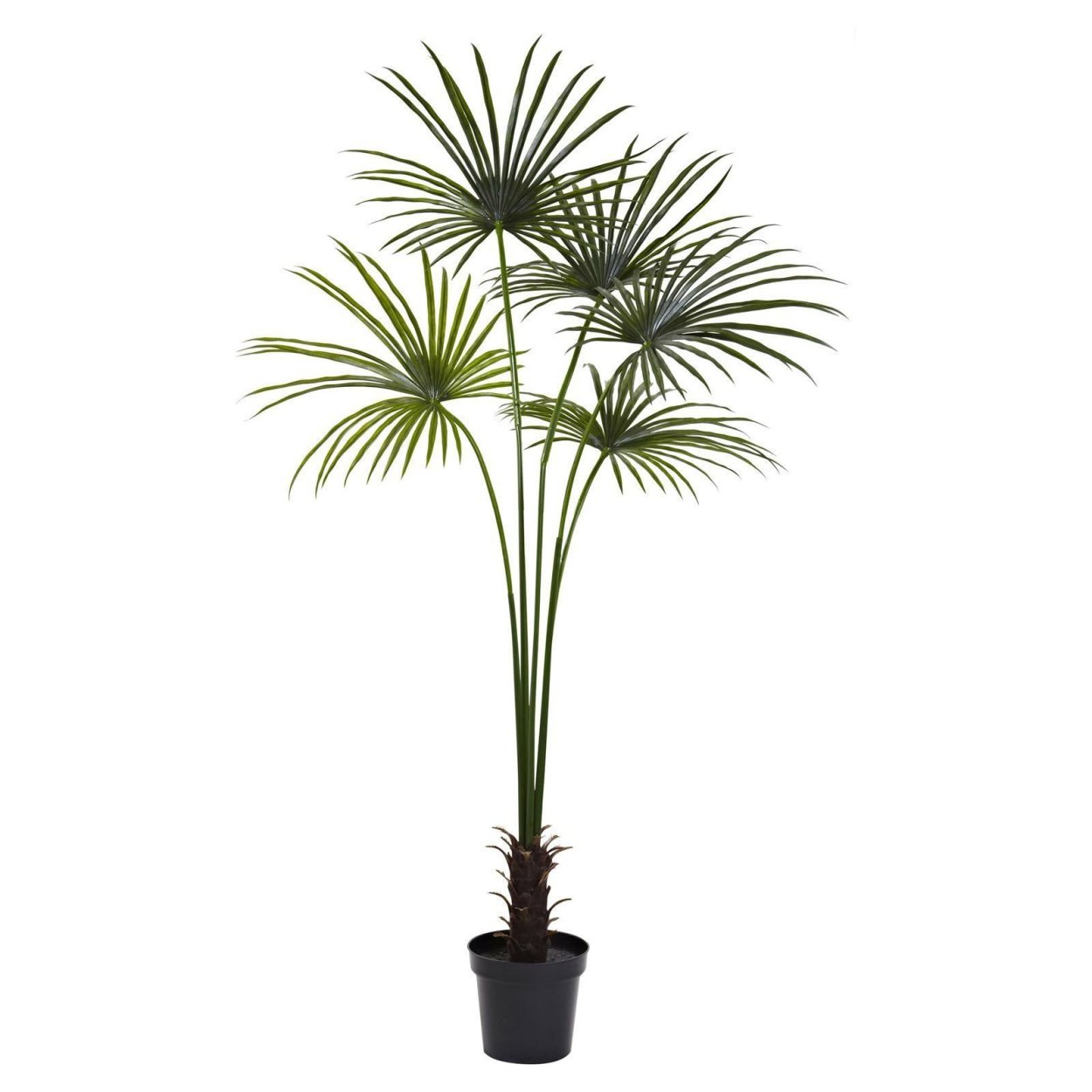 Пальма домашняя