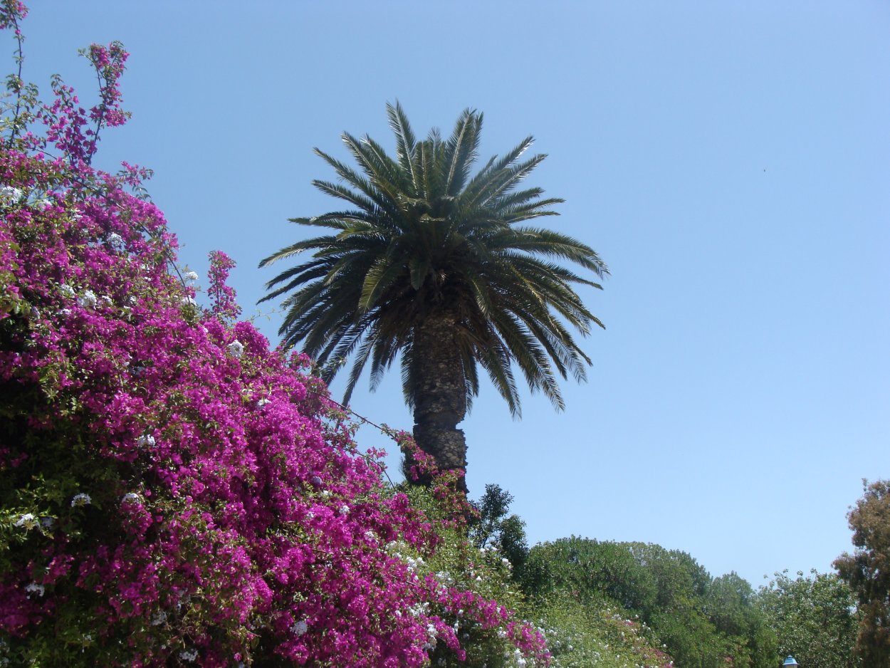 Пальма с цветами