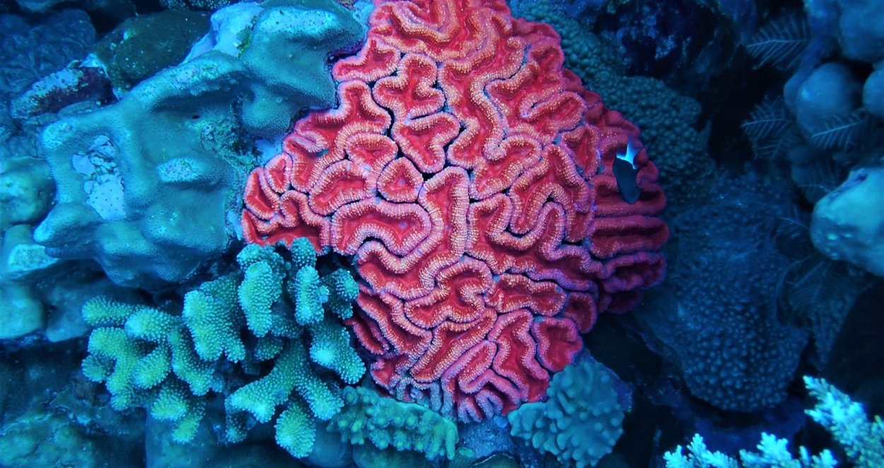 Капелла коралл
