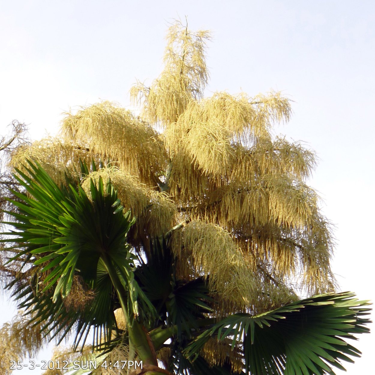 Корифа зонтоносная