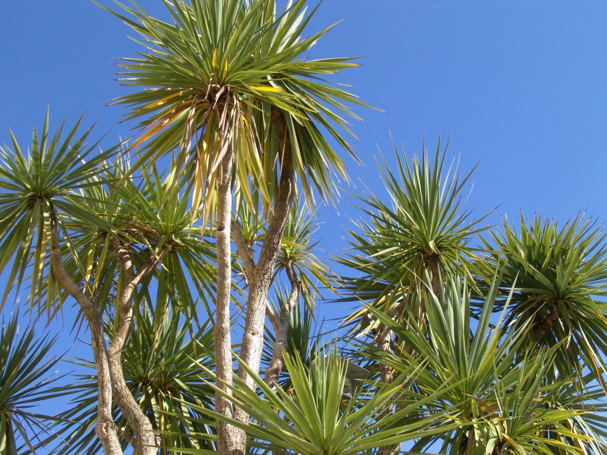 Юкка отвороченнолистная (Yucca recurvifolia)