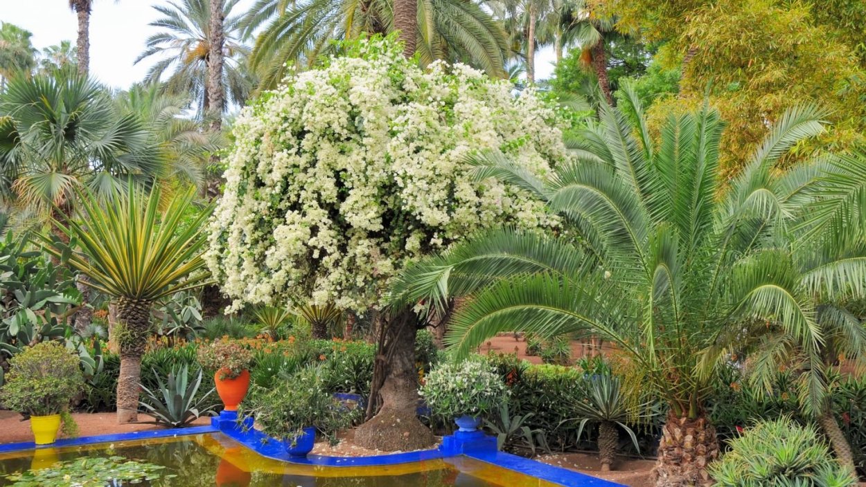 Парк Мажорель Марракеш