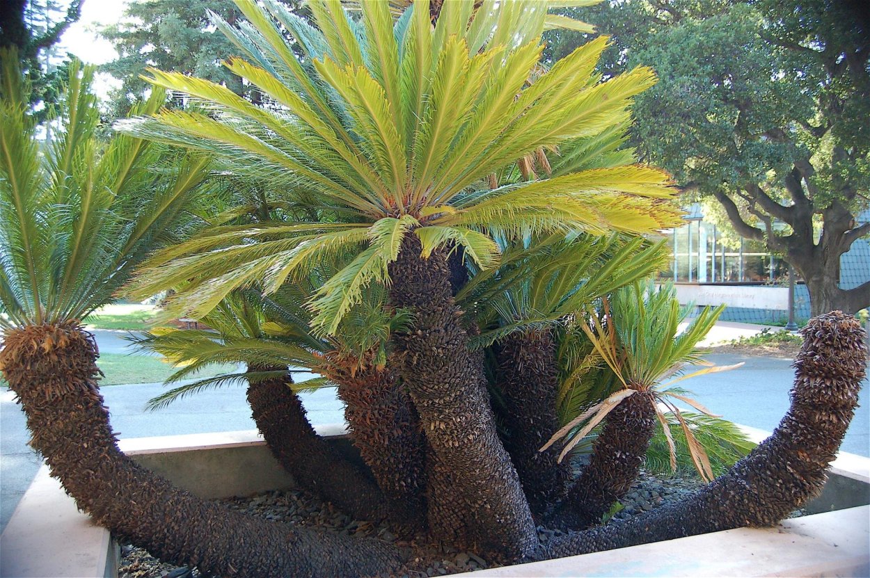 Саговник саговая Пальма