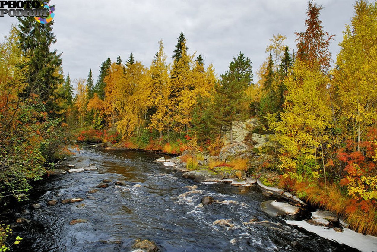 Таежные леса в Карелии