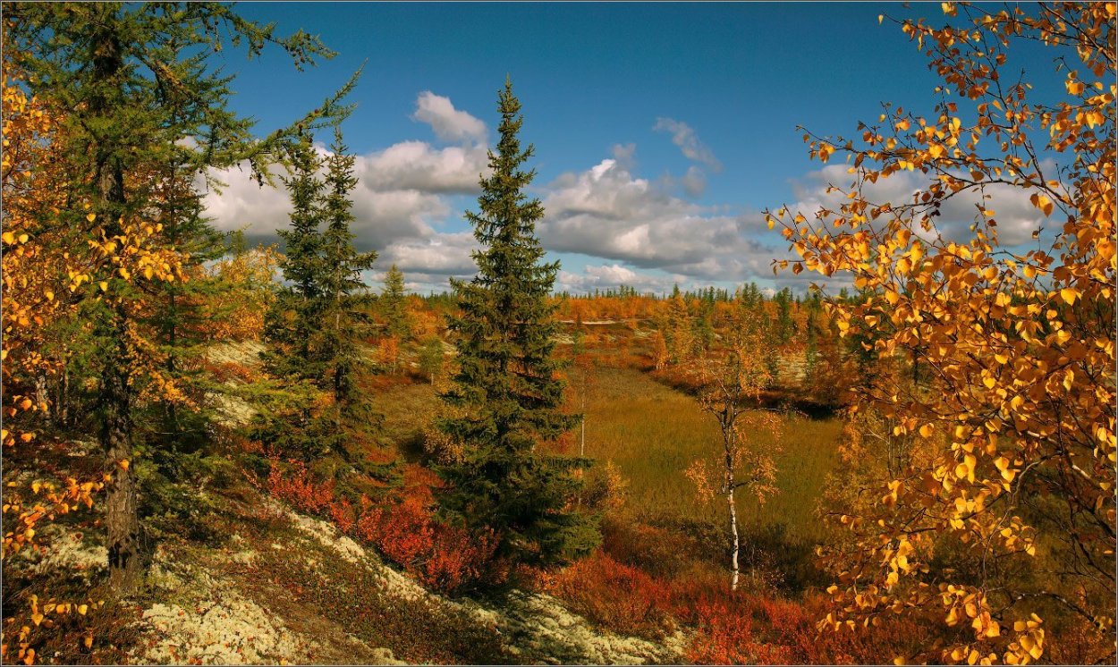 Лес багряный золотой