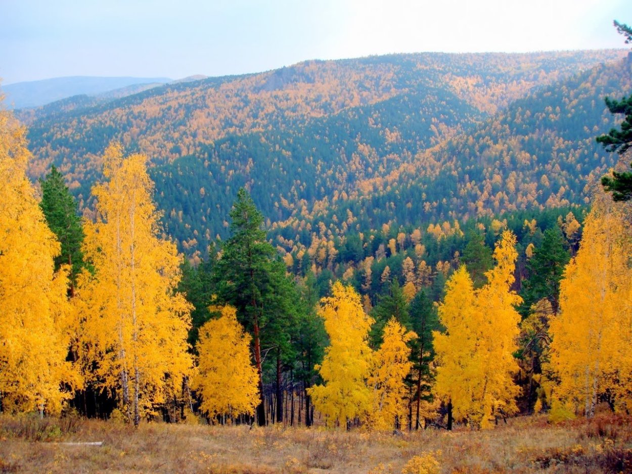 Тайга Забайкальского края осенью