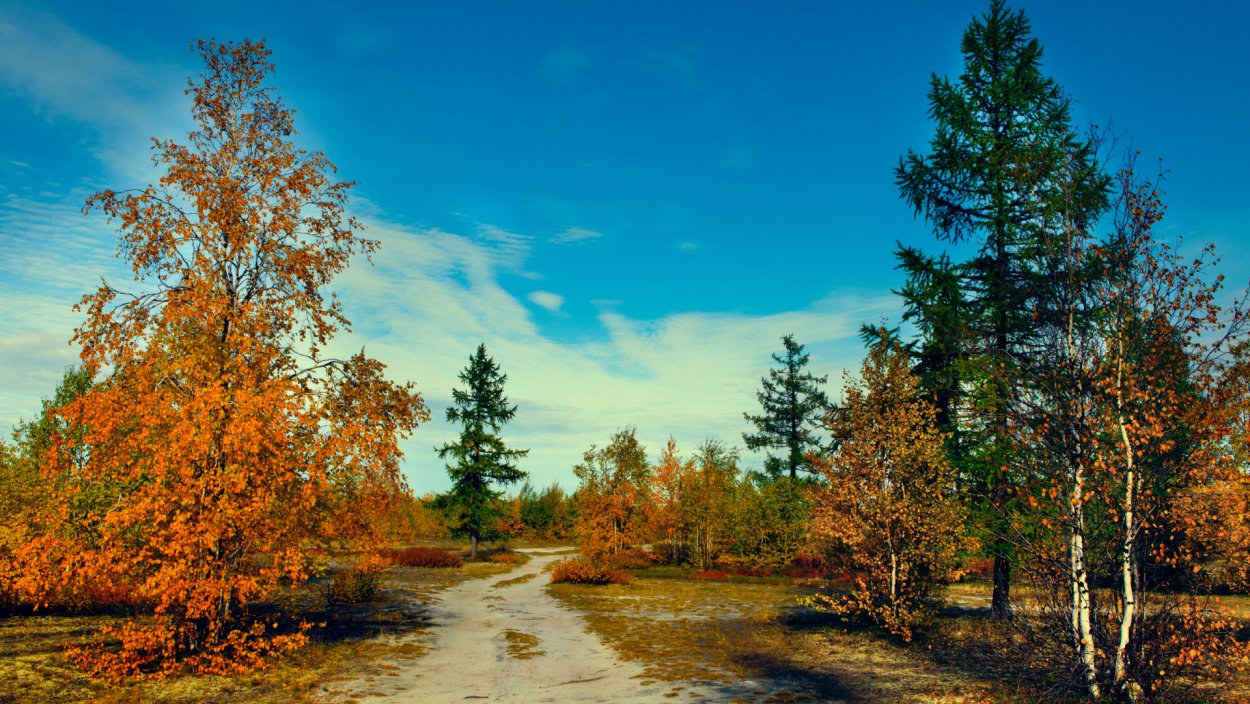 Новый Уренгой осенний лес