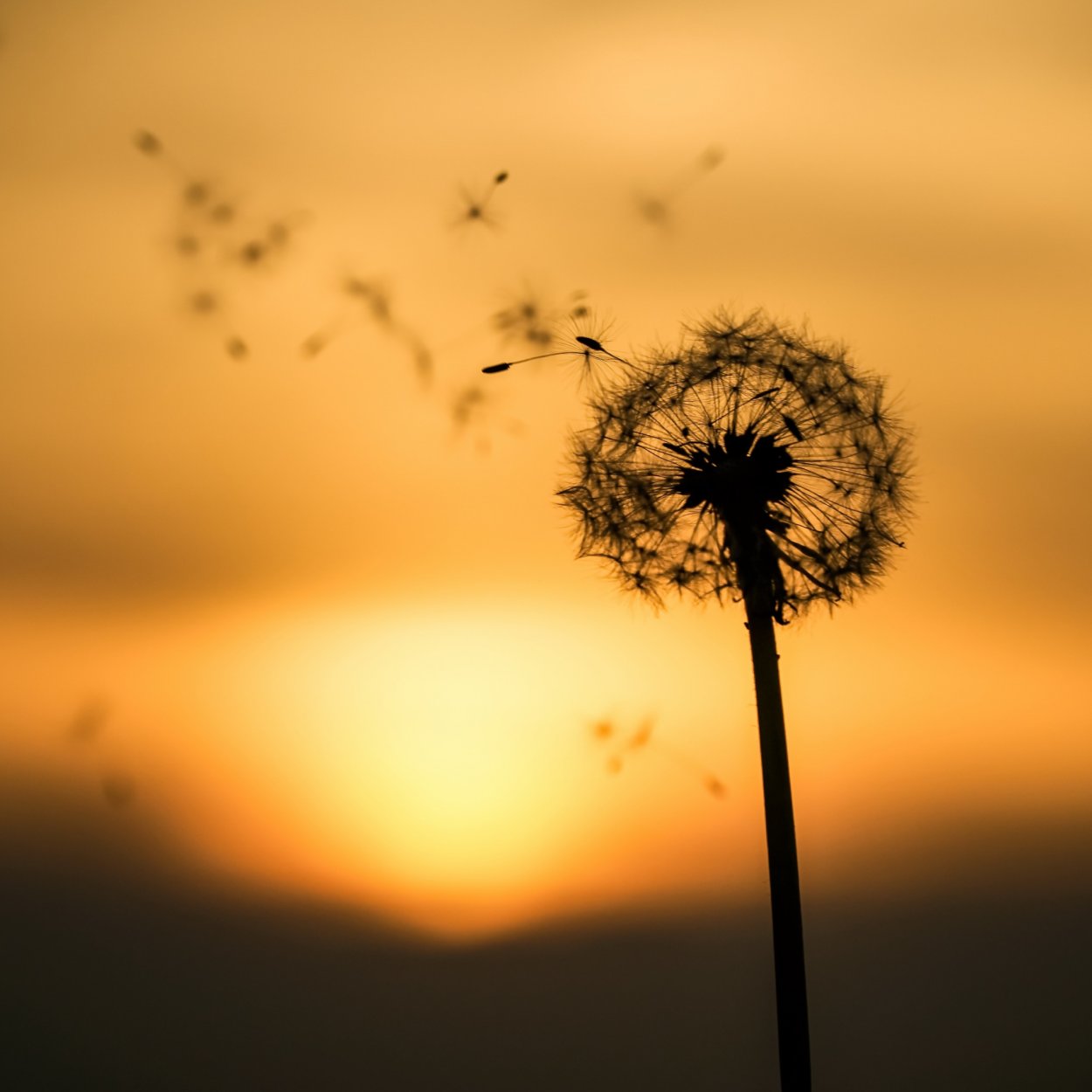 Эстетика одуванчиков желтых