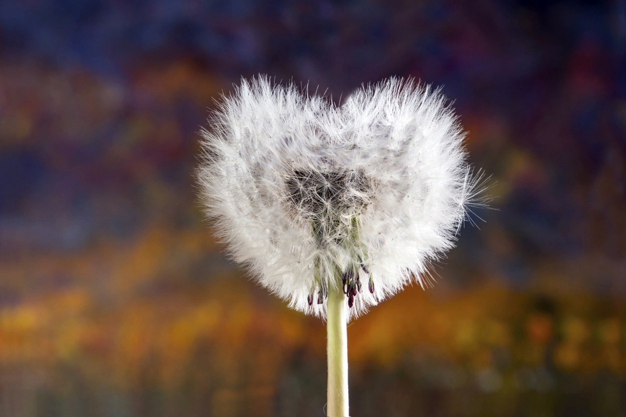 Девушка с одуванчиком