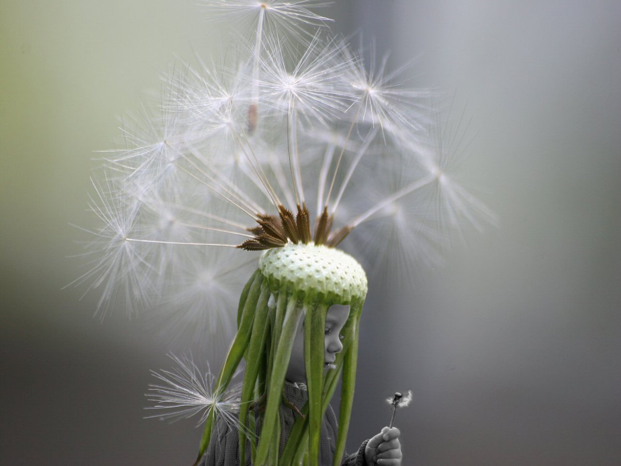 Дуть на одуванчик