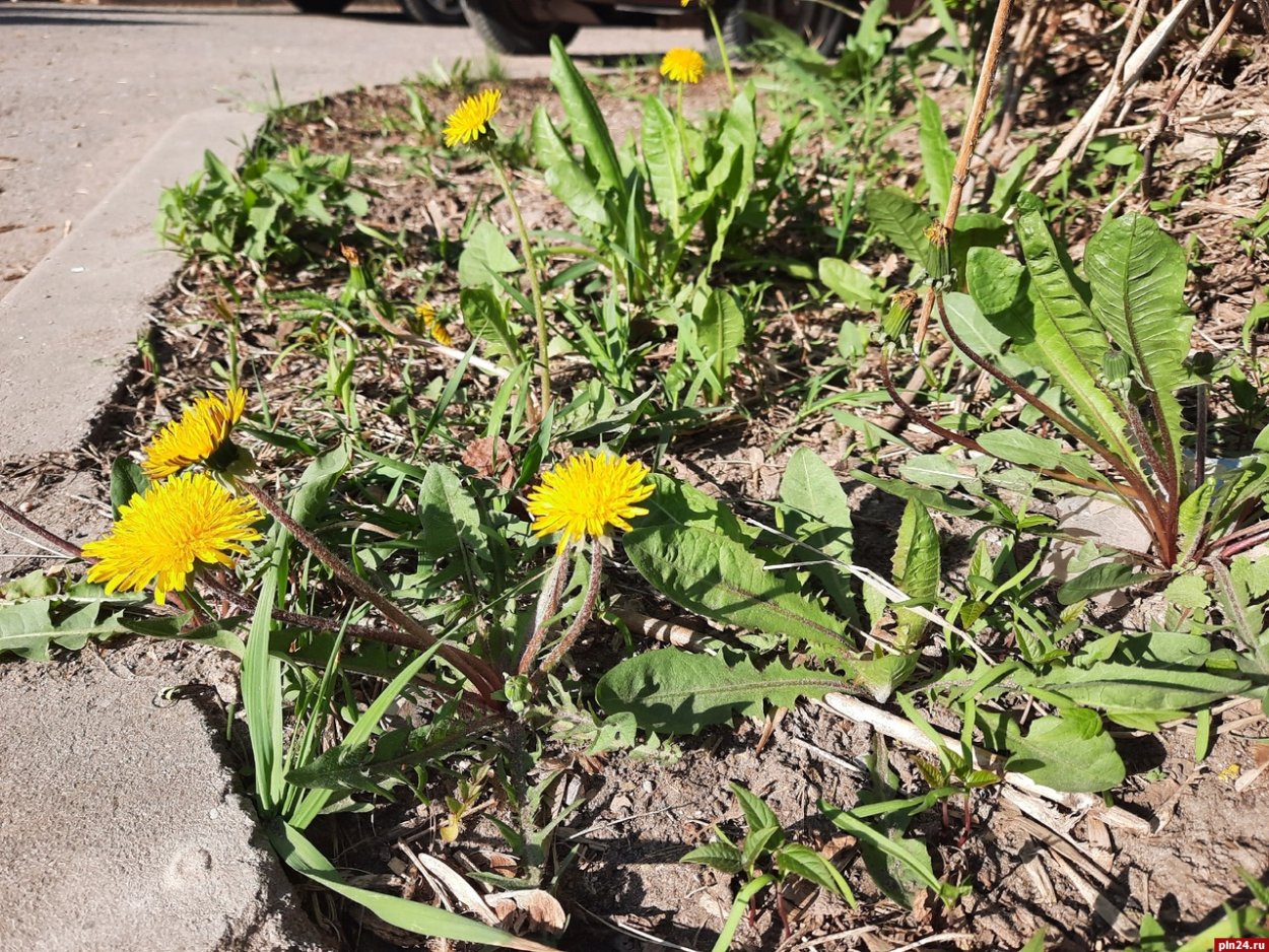 Одуванчики белые пушистые