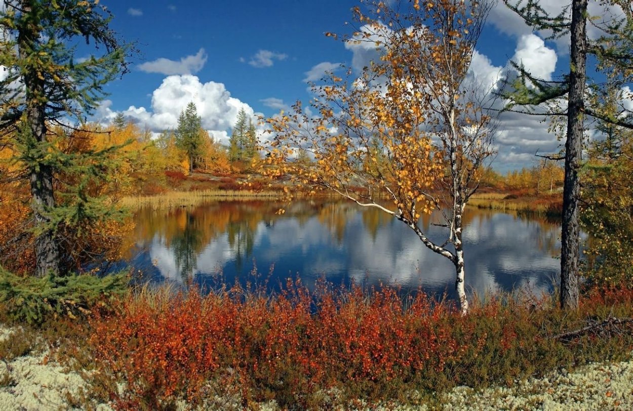 Природа тундра новый Уренгой