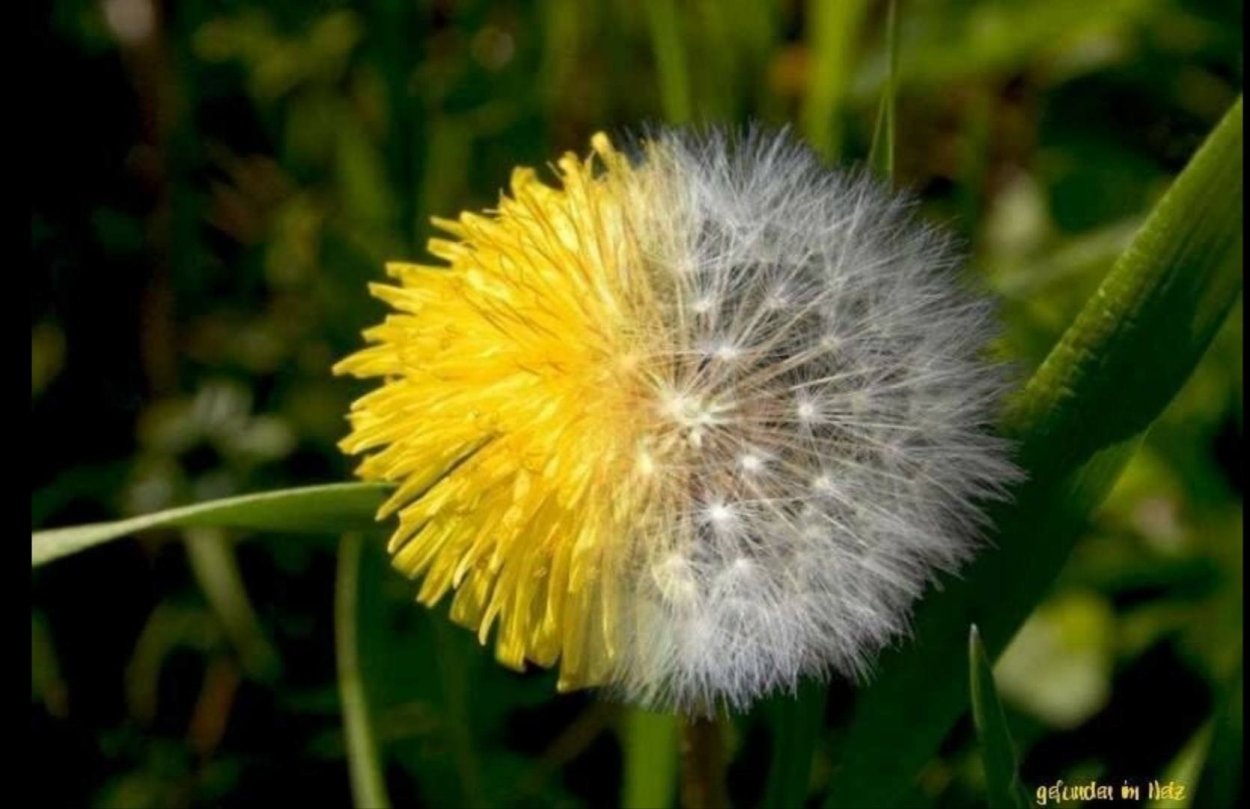 Одуванчик Баджальский