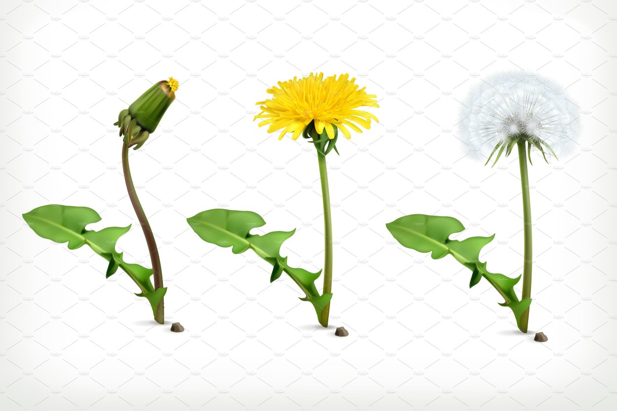 Этапы роста одуванчика