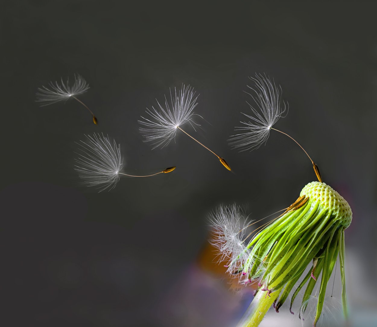 Одуванчик сжатый