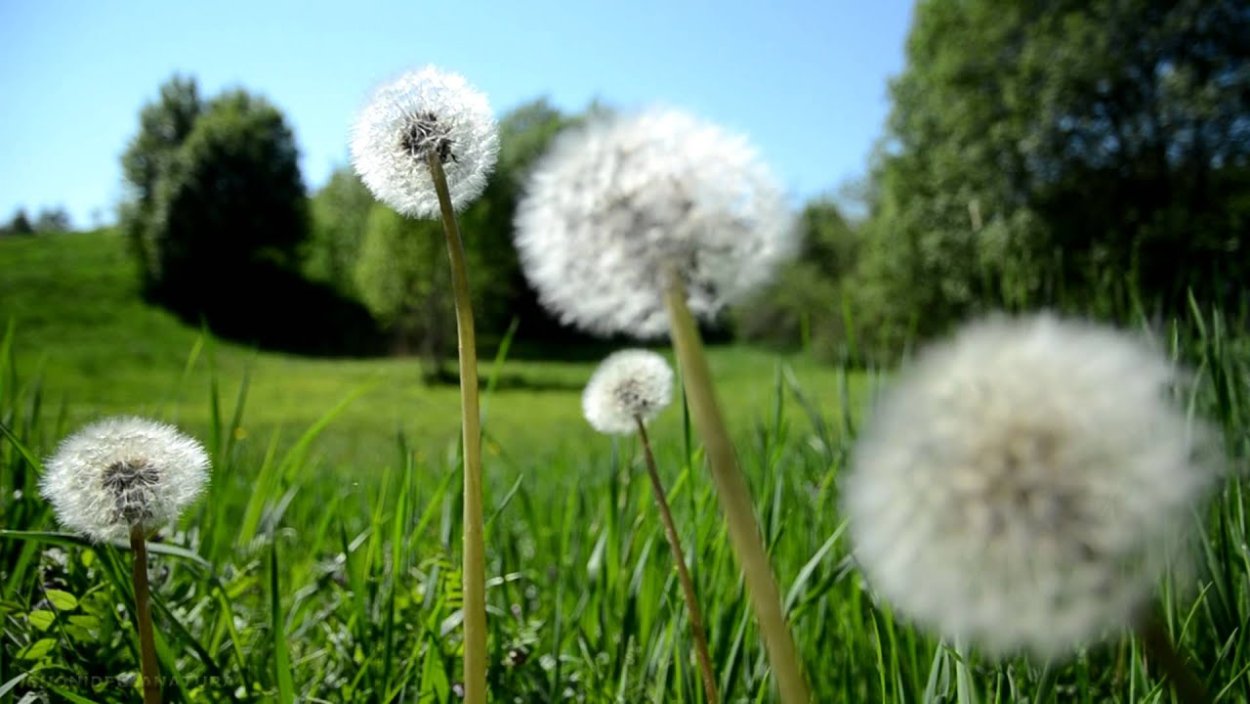 Одуванчик один