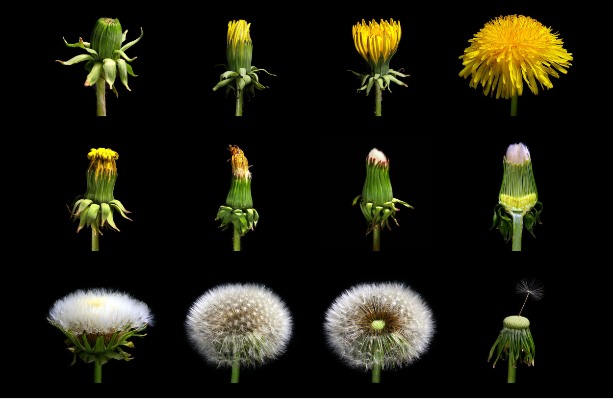 Бутон одуванчика