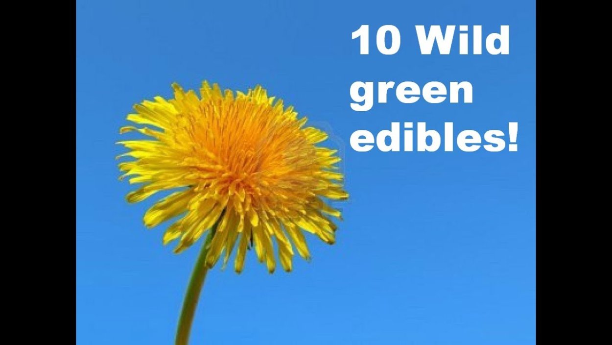 Одуванчик закрытый