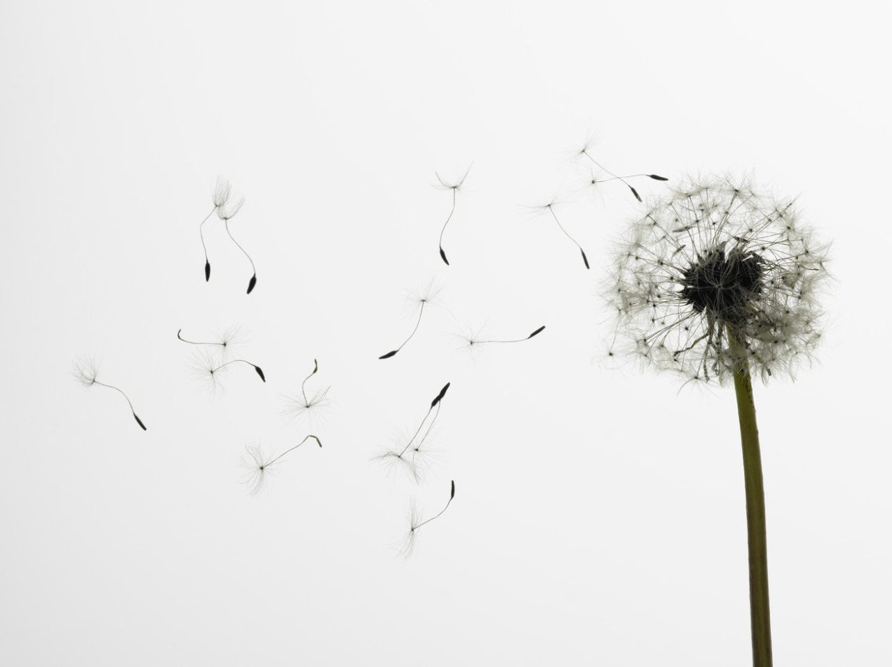 Этапы цветения одуванчика